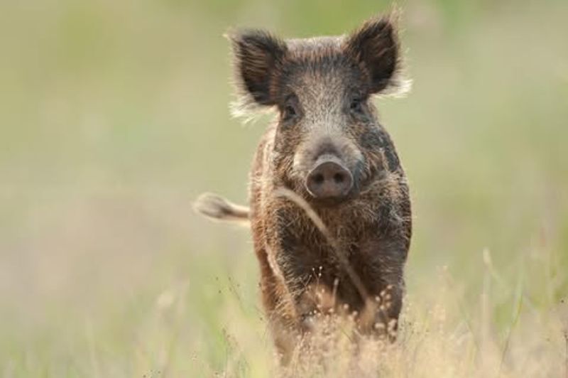 Give The Hog A Clear Escape Route Away From People