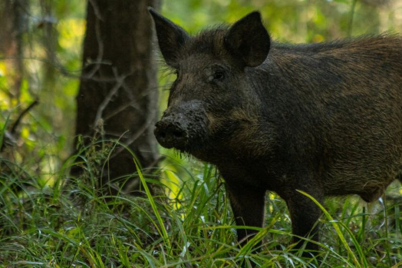 Contact Local Wildlife Authorities Or Animal Control