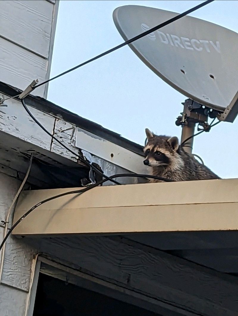 Check Your Property For Potential Den Sites