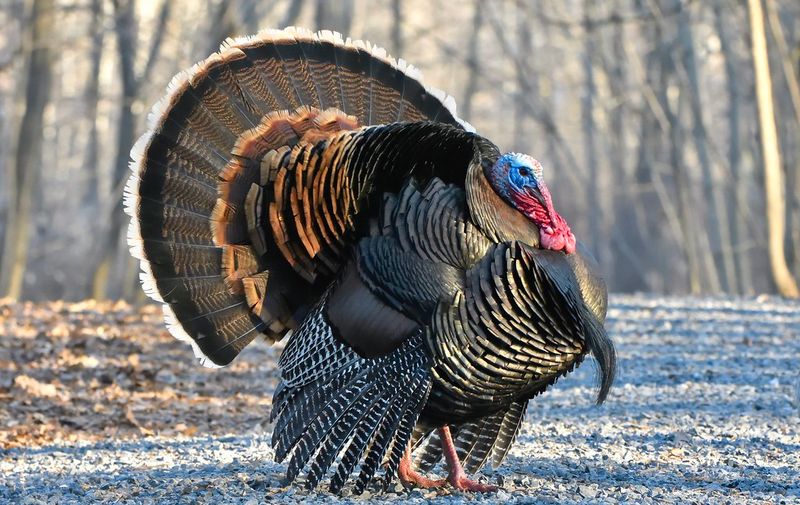 Protect Pets And Supervise Outdoor Time