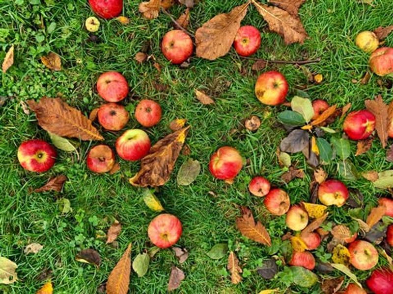 Remove Potential Food Sources