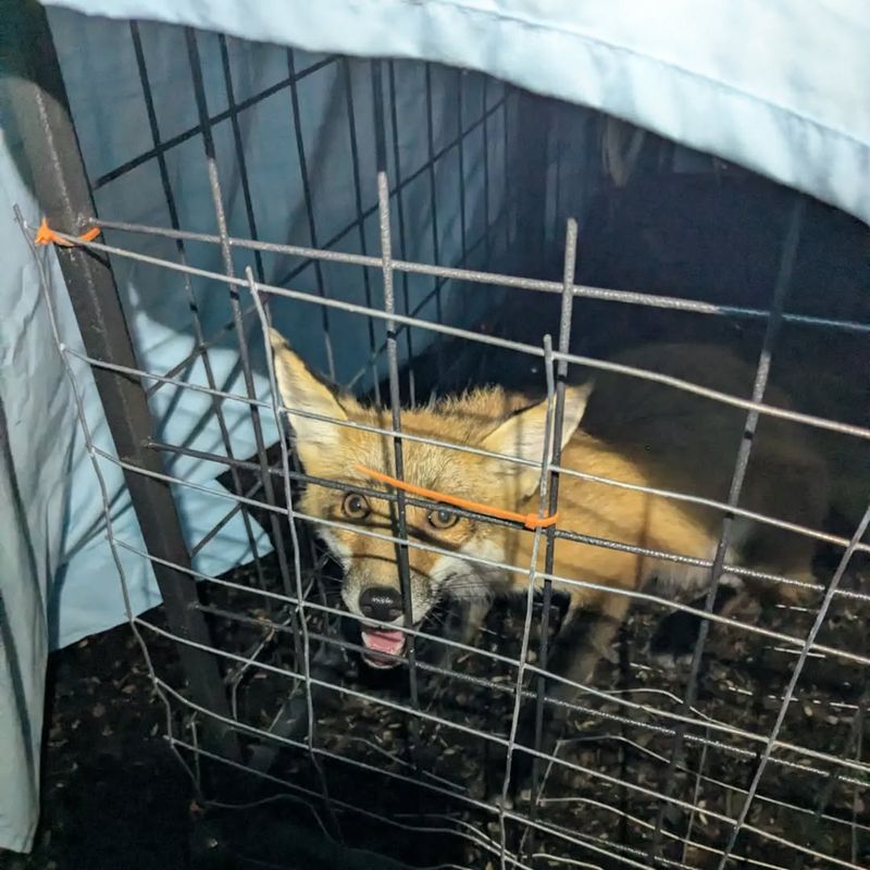 Contact Wildlife Professionals If Needed