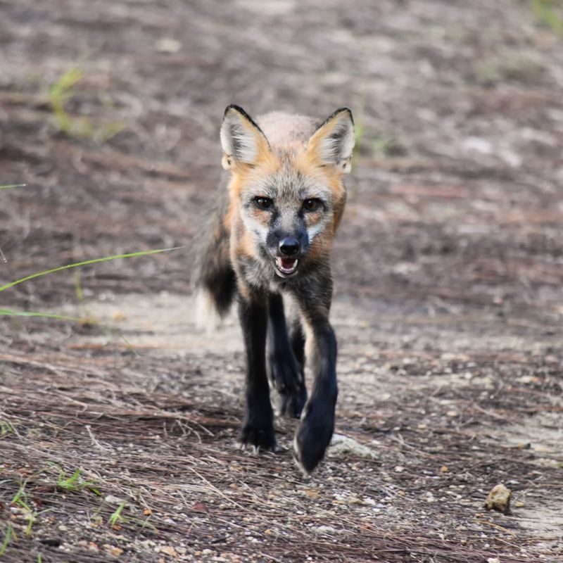 Contact Wildlife Officials If The Fox Appears Sick