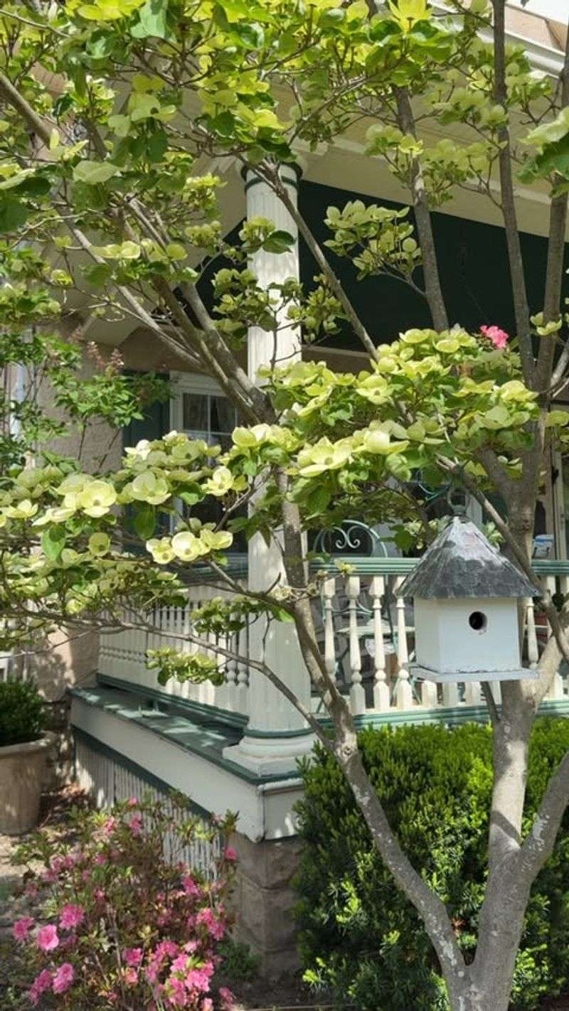 Avoid Pruning During Active Sap Flow