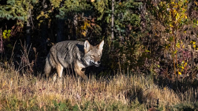 Create Loud Noises To Startle The Coyote