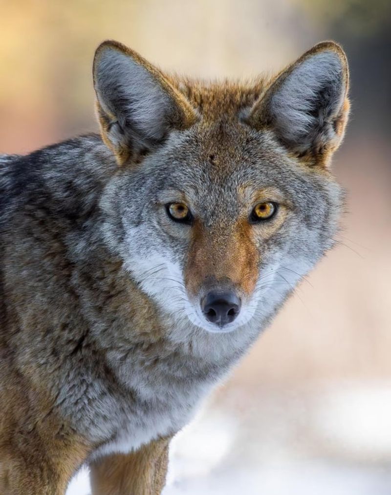 Use Loud Noises To Scare It Away