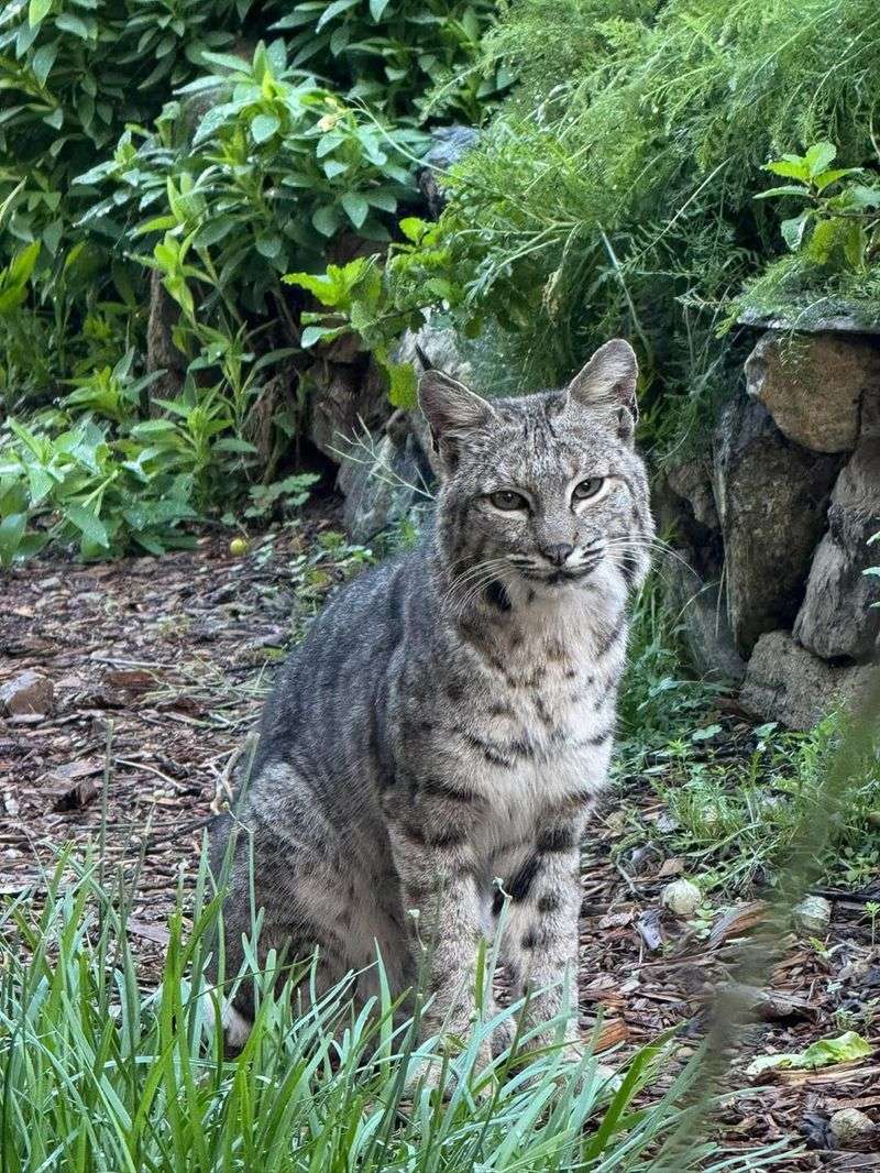 Use Loud Noises To Discourage Approach