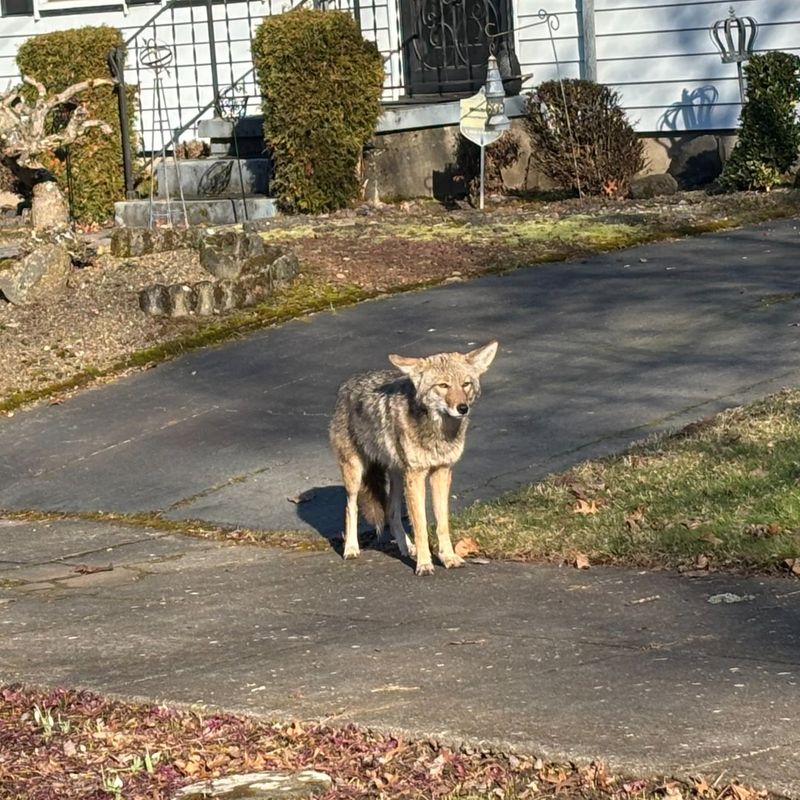 Use Firm Noise To Encourage Space