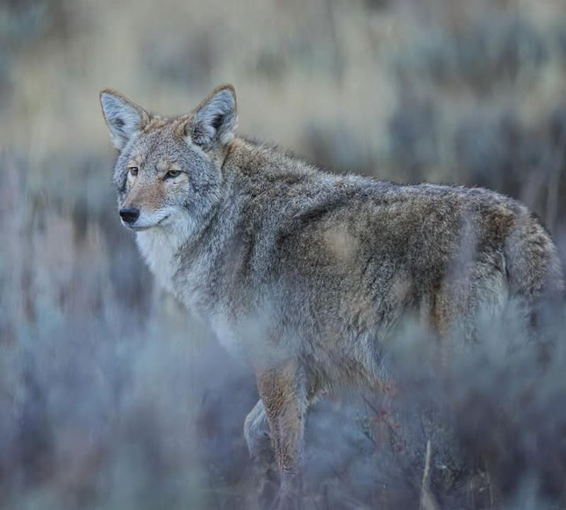 Create Loud Noises To Scare The Animal Away