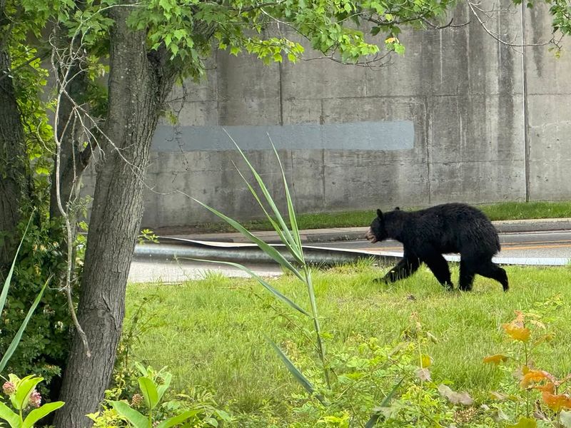 Make Noise to Scare the Bear Away