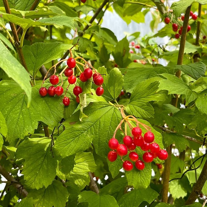 Poor Pollination Results In Fewer Berries Forming