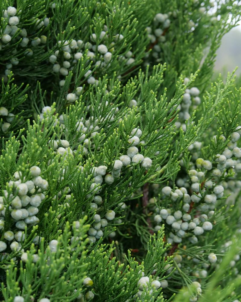 Native Shrubs And Trees Provide Essential Cover