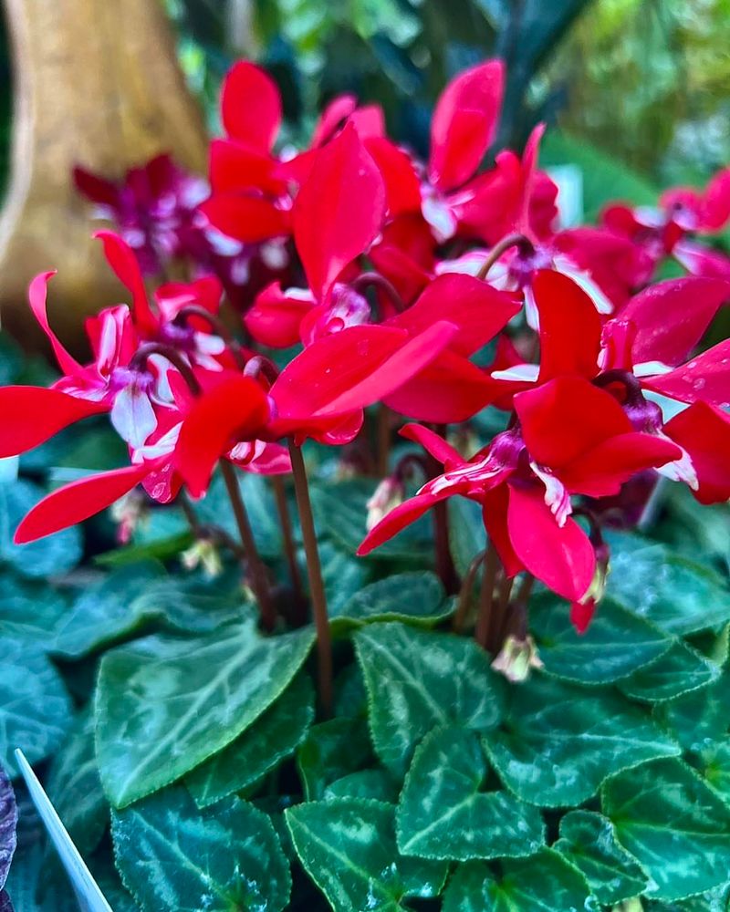 Removing Spent Blooms And Yellowing Leaves