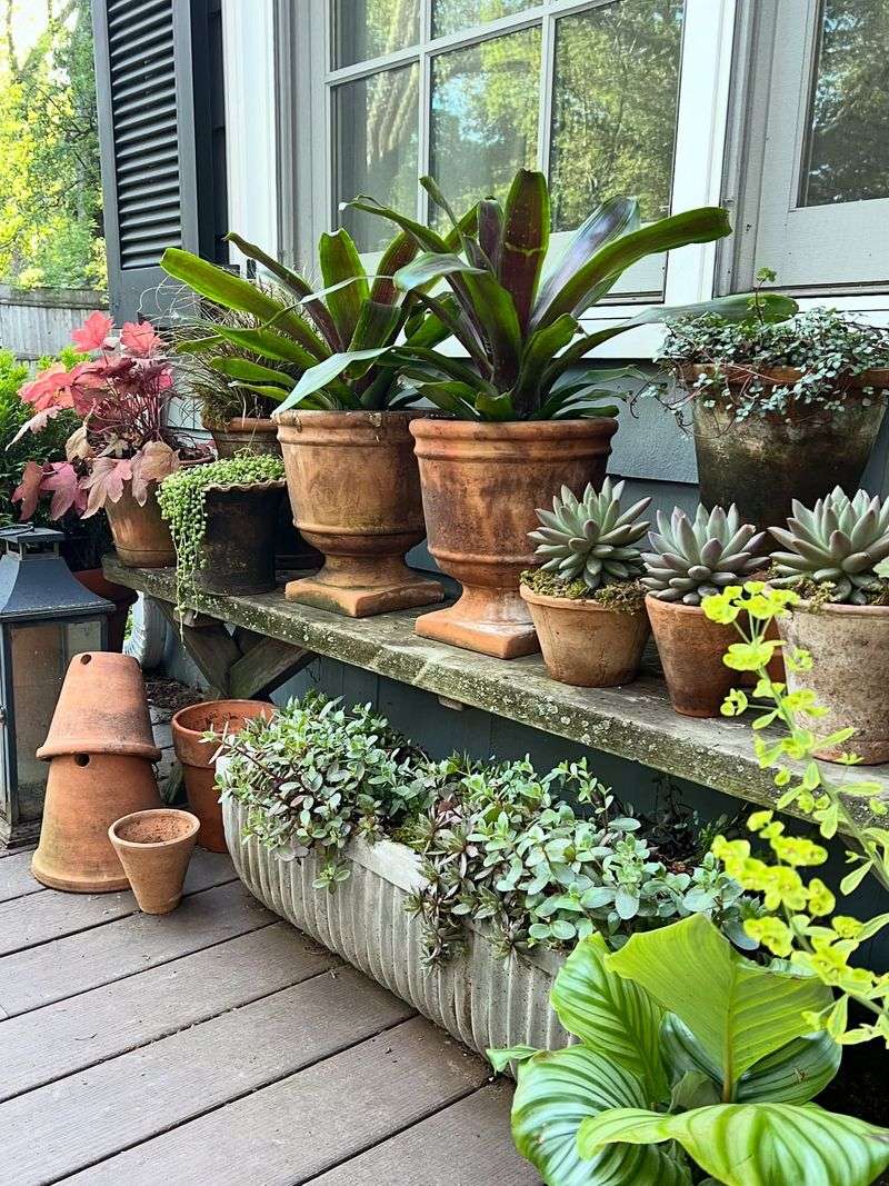 Moving Vulnerable Plants Under Shelter Before Storms Hit