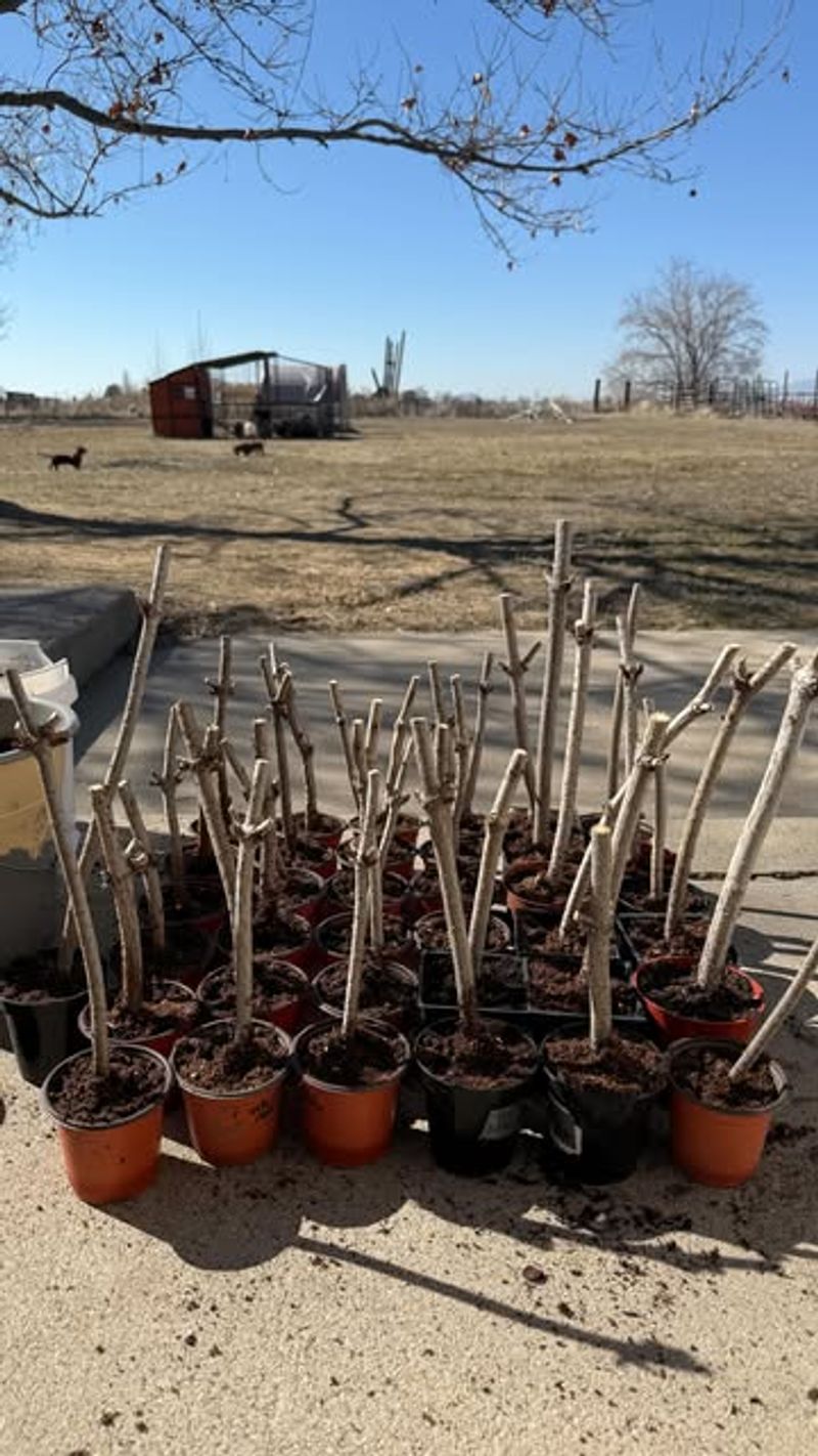 Transitioning Rooted Cuttings To Outdoor Growing Conditions