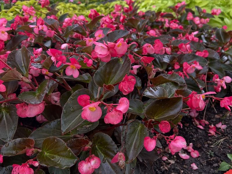 Begonias