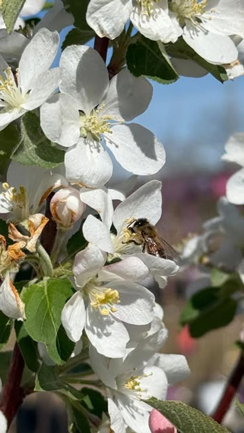 They Support Local Pollinators