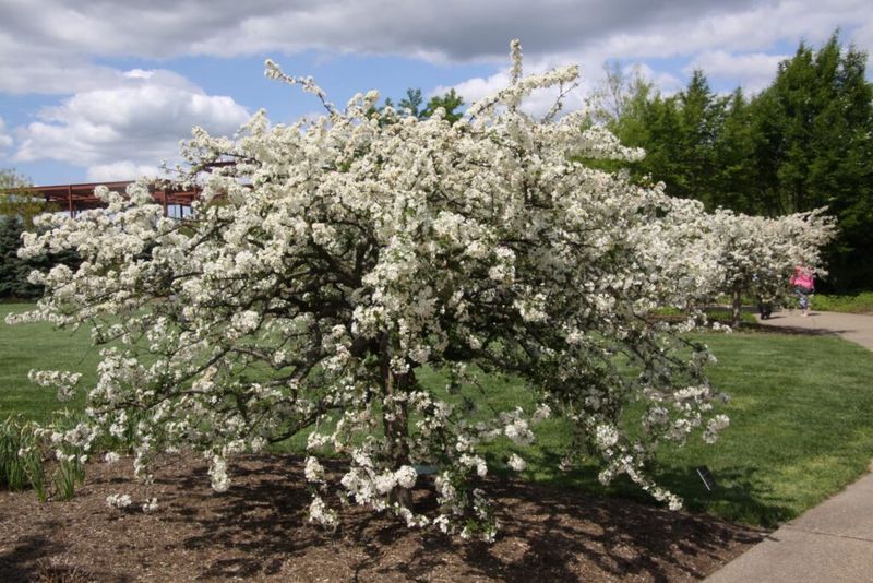 They Provide Year-Round Visual Interest