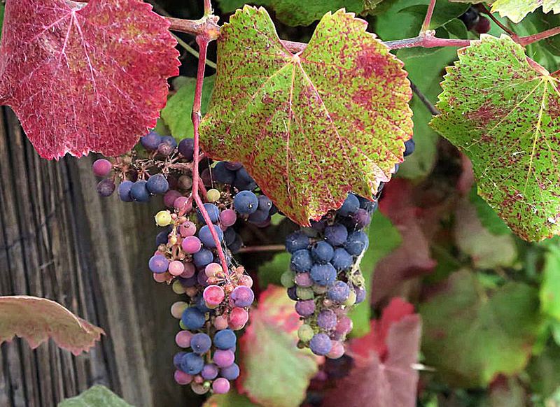 Wild Grape (Vitis Californica)