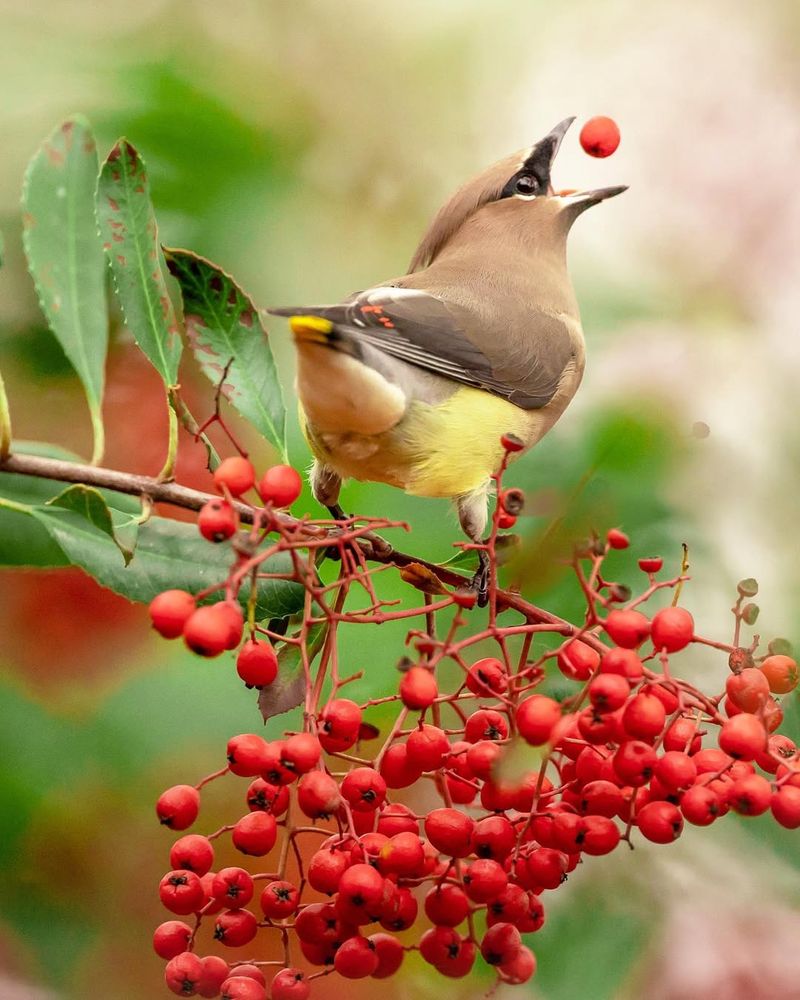 Toyon: Bright Berries For Birds And Beauty