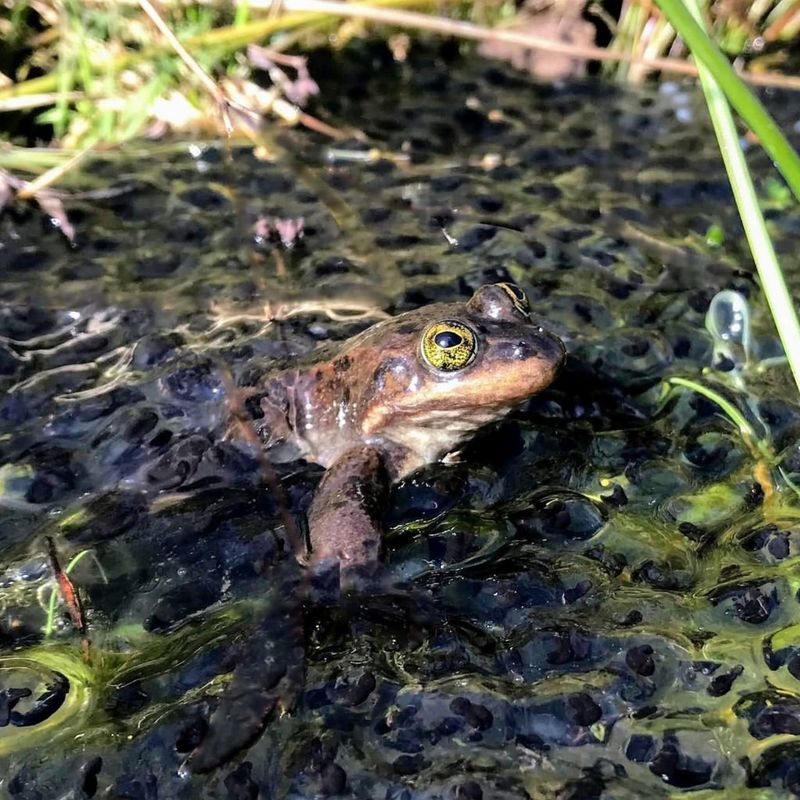 Oregon Spotted Frog