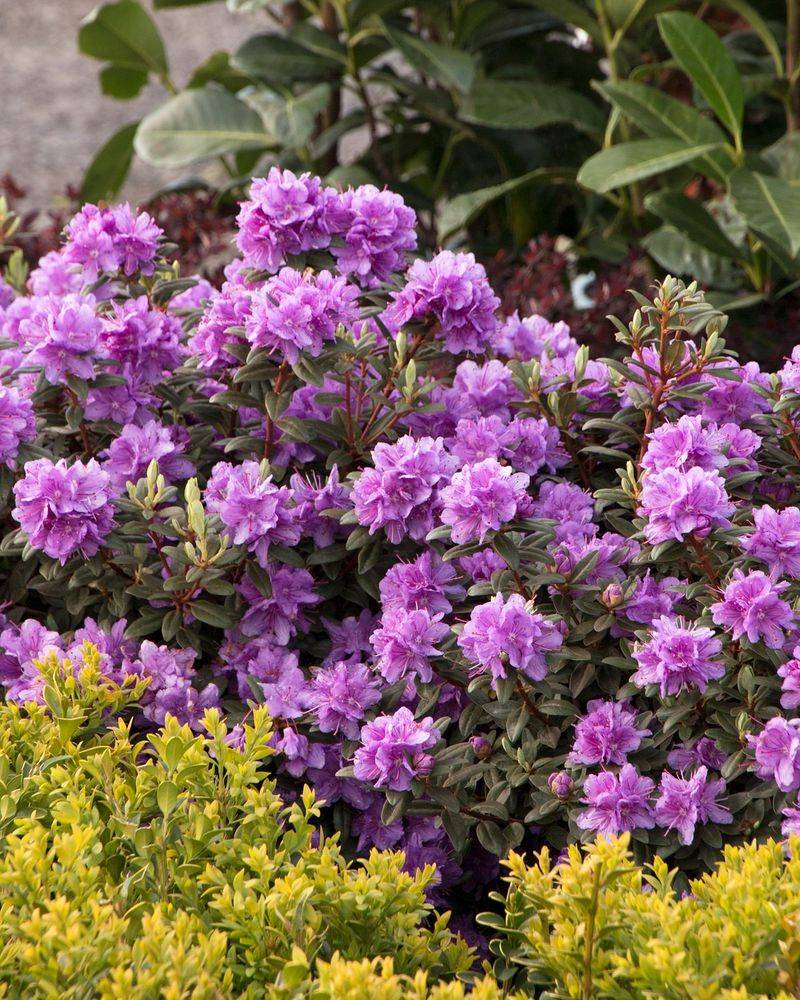 Plant Rhododendrons in Acidic Soil