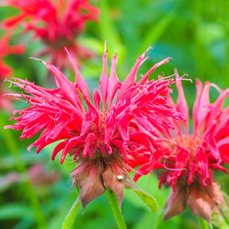 Bee Balm