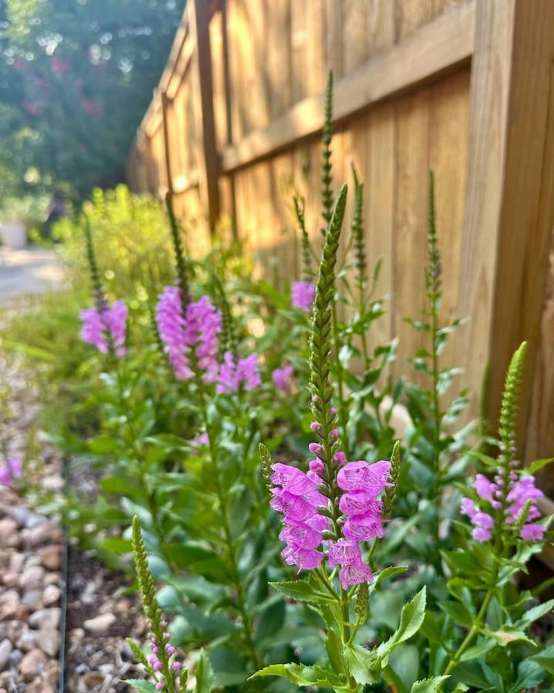 Obedient Plant