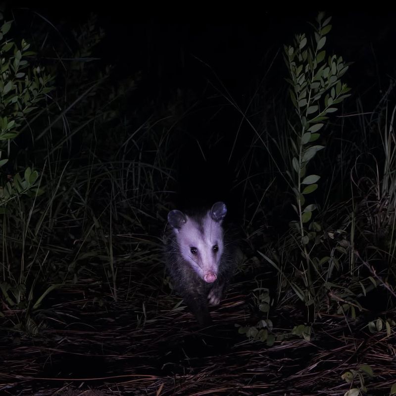 Their Nighttime Activities Explain Most Encounters