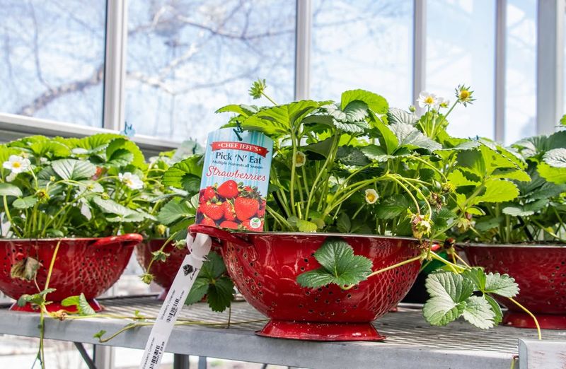 Colander Strawberry Planters