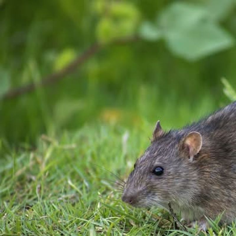 Nuisance Laws Protect Property Owners