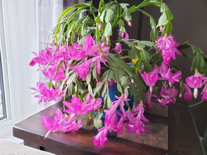 Reduce Watering After Blooming Finishes