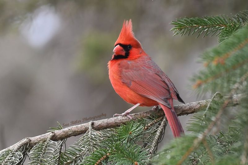 Habitat Loss Forces Cardinals Into Suburban Yards