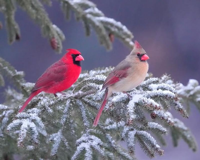 Social Feeding Behavior Attracts More Cardinals