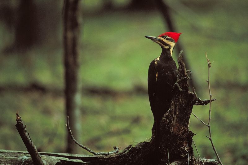Loss Of Forest Habitat Nearby