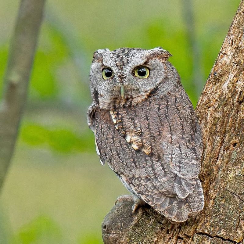 Reduced Insect Activity Pushes Them Toward Yards