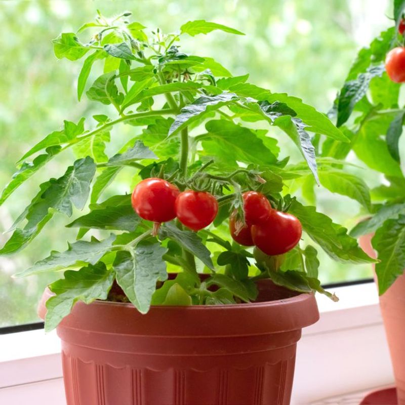 Economic And Lifestyle Factors Driving The Indoor Tomato Trend