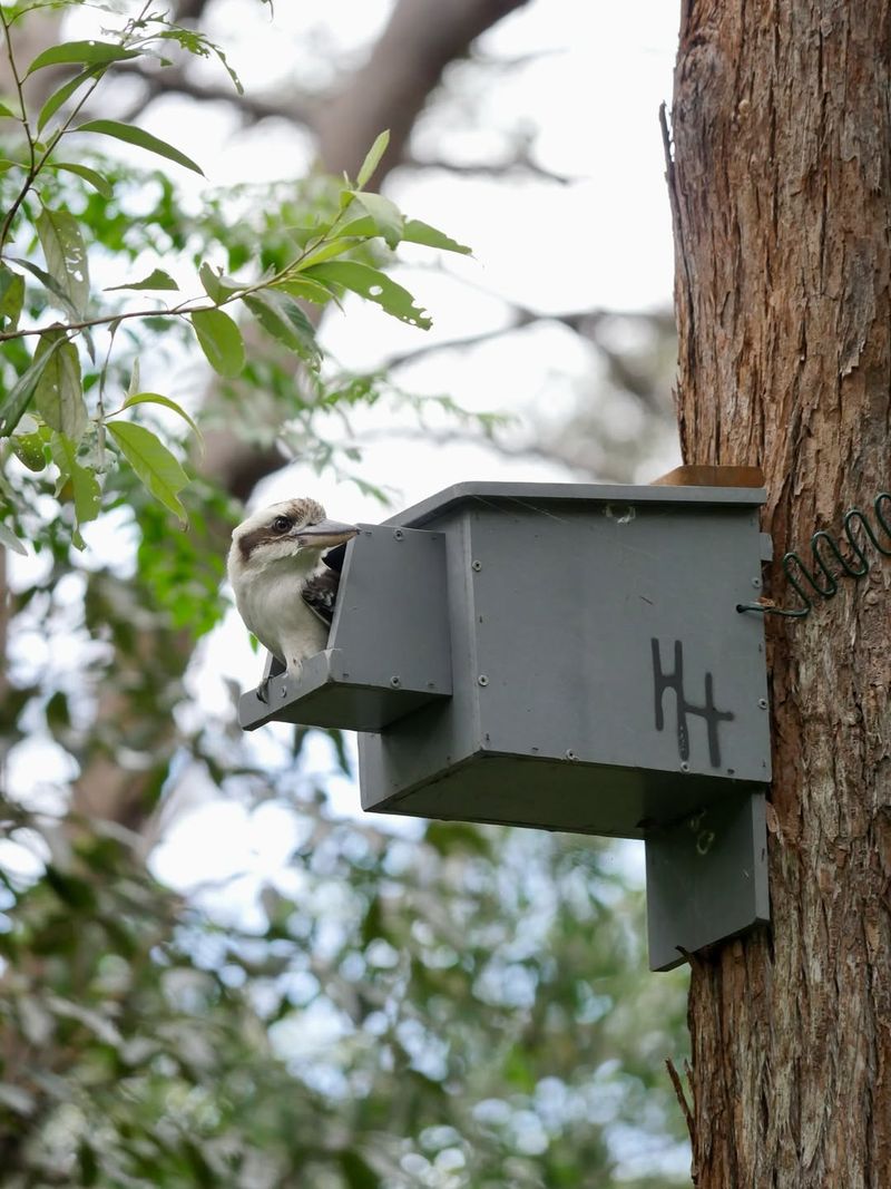 Nesting Boxes Supplement Natural Cavities