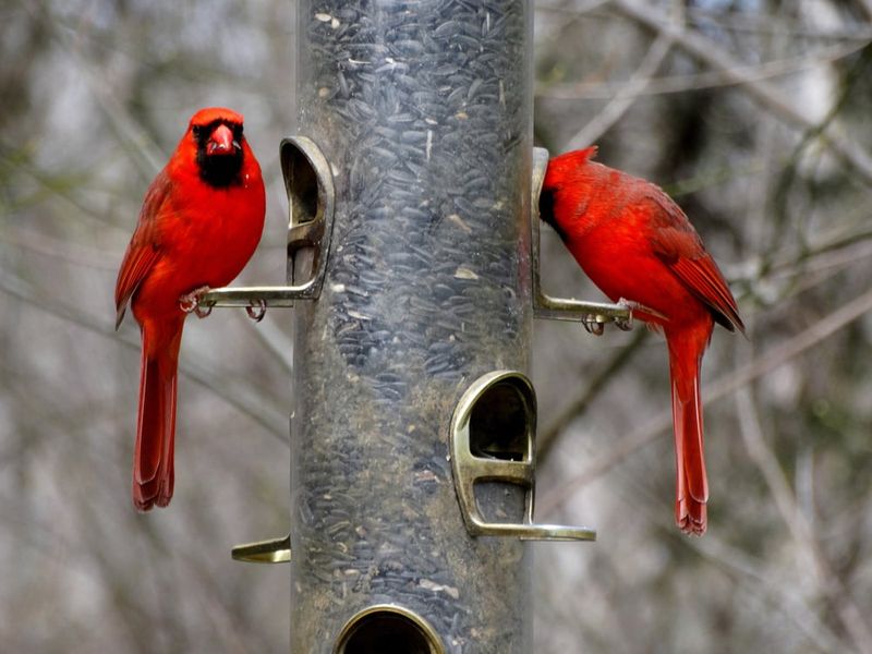 Reduced Pesticide Use Protects Cardinal Health