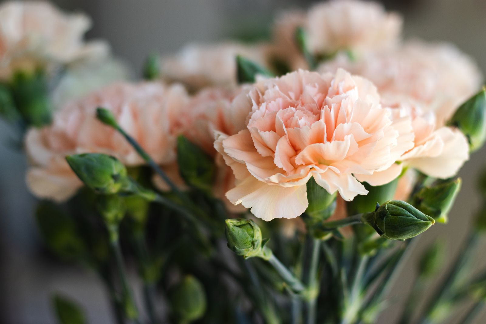 Meaningful Flowers To Gift Your Loved One For Every Milestone