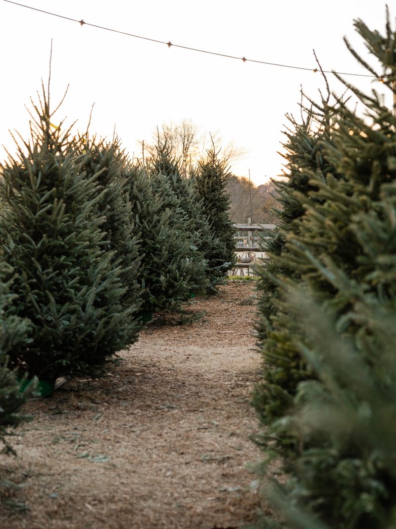 Visit Choose-and-Cut Farms For Freshness