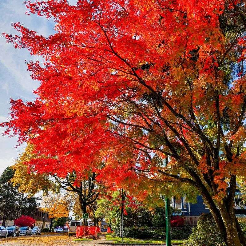 Local Governments May Regulate Trees Through Zoning And Ordinances