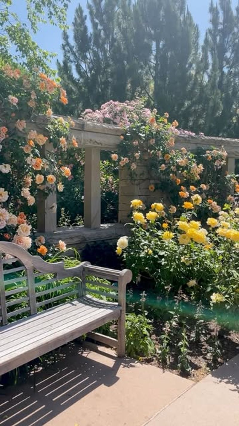 Rose Garden