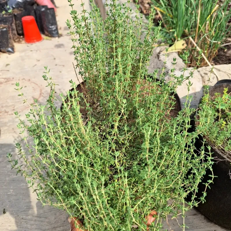 Community and Social Connection Opportunities