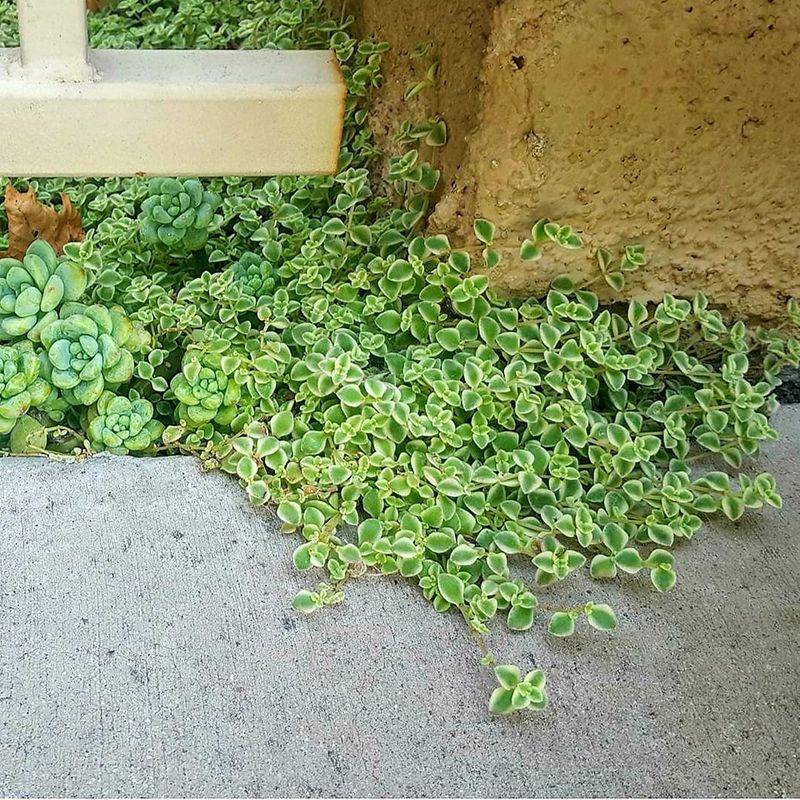 Succulent Groundcover Areas