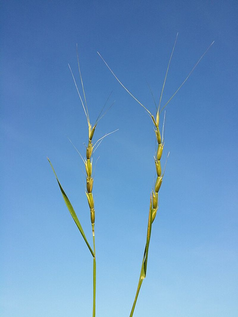 Jointed Goatgrass (Aegilops Cylindrica)