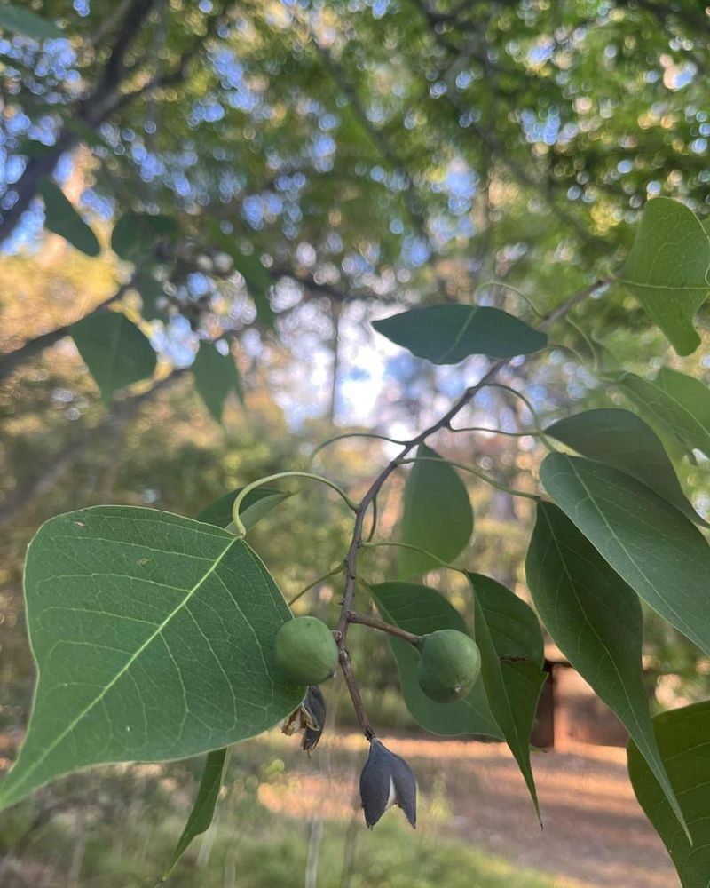 Chinese Tallow Tree (Triadica Sebifera)