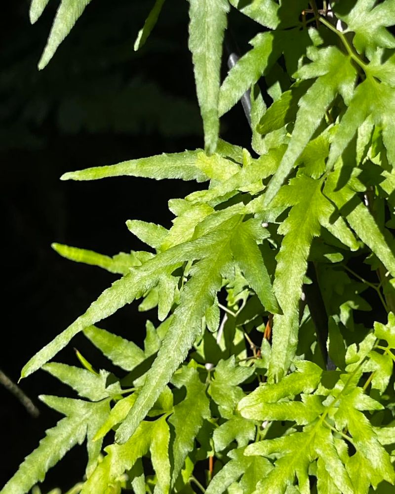 Japanese Climbing Fern