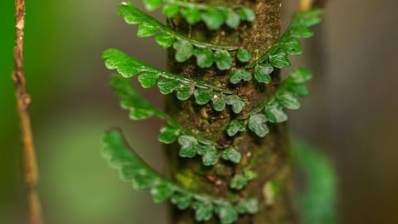 Old World Climbing Fern