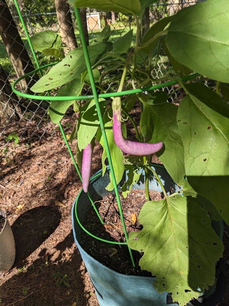 Eggplant Excels Alongside Bush Beans And Tarragon
